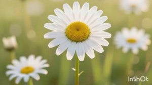 Как пчелка с цветами подружилась 🐝🌸🌸🌸 #сказка #дружба #сказкадетям