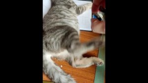 Кот Евсей сладко спит на учебниках