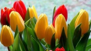 Сергей Орлов - Дай ответ (Авт.ролика Виктор)