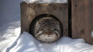 Котята Мии и Снежинки еще маленькие для брачных игр, но поиграть вместе не против.