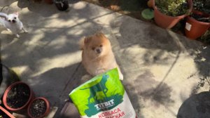 Большое спасибо за донат, мы купили вкусняшку.