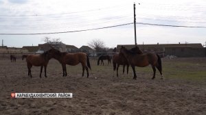 В хозяйствах, занимающихся коневодством,  в настоящее время проходит выжеребка