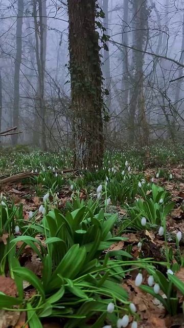 Подснежники на Аю-Даге, Крым