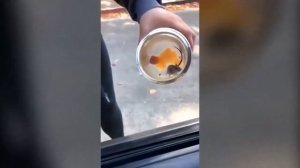 ЧАЙКА ЭТО ПОЧЕТНО