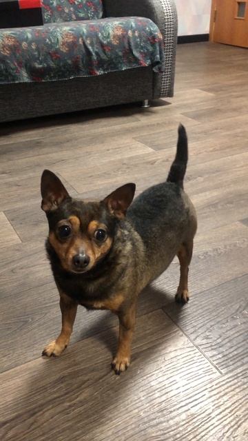 Довольный Принц