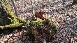 183 2021.04.22_09.27.44 Маня и грибы строчки.