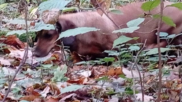 204 2022.09.23_08.49.26 Маня в маскировке гуляет в лесу.