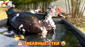 Забавные утки мускусные и пекинские на свободном выгуле со своими друзьями ч.(370) ❣️🤗😂