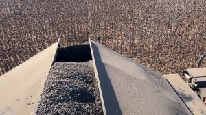 Молотим подсолнечник