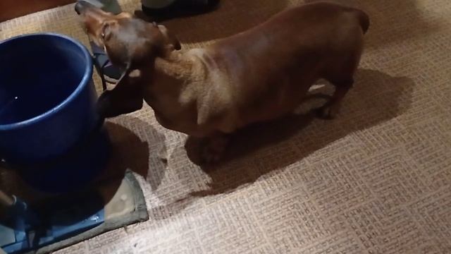 193 2021.06.27_01.23.21 Маня в доме пьёт из ведра.