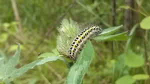 Страницы из 2019г 13ч