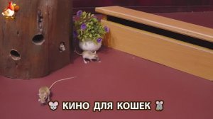 Видео для кошек про крысок развлекать питомцев 🐭🐀😂 (480)
