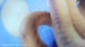 Обзор постного блюда - СУШКИ