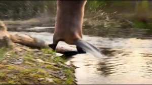 сидим с бобром за столом.mp4