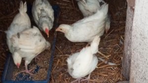 Цыплята уже в птичнике. Отработала 6 ночей подряд- полёт нормальный, жива.