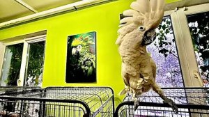 Попугай Жорик СОШЕЛ с УМА от рока и стал кидаться на меня, еле успела руки убрать)))