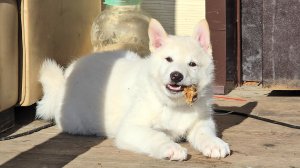 Лосиный рубец щенку