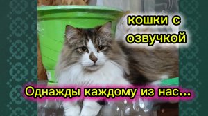 КОШКИ С ОЗВУЧКОЙ.