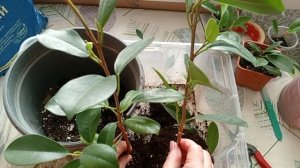 ПЛЕТЕНИЕ ФИКУСА Мокламе 🌱 Мой первый эксперимент по формированию фикуса