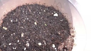 Первые всходы лобелии на рассаду