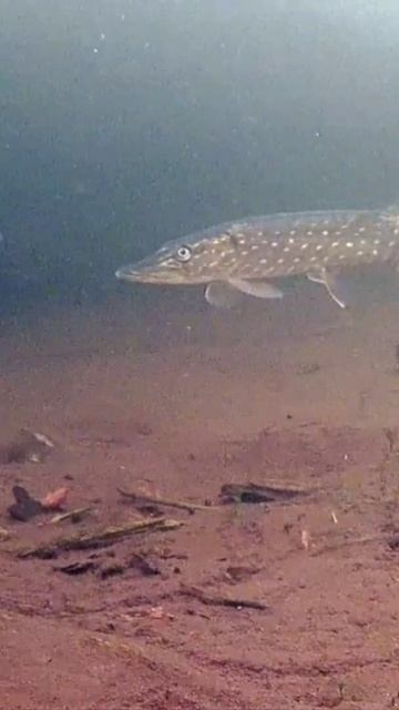 Щука в озере подо льдом. / Pike in a lake under the ice. #shorts