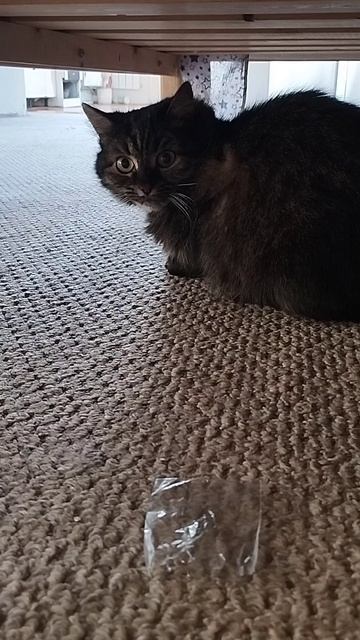 мем🤣 про Мисти😼!!!