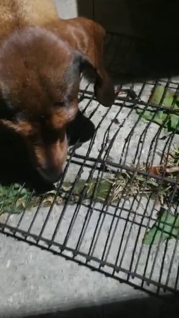 196 2021.07.16 _23.37.08 решётка от шашлыка у Маньки.