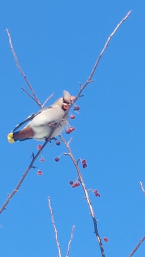 стая Свиристелей на одном деревне - я счастлива это увидеть!