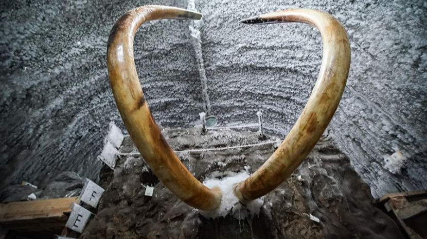 Россиянин превратил Литву в основной хаб контрабанды останков мамонтов из РФ в Европу