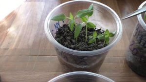 Прореживание рассады