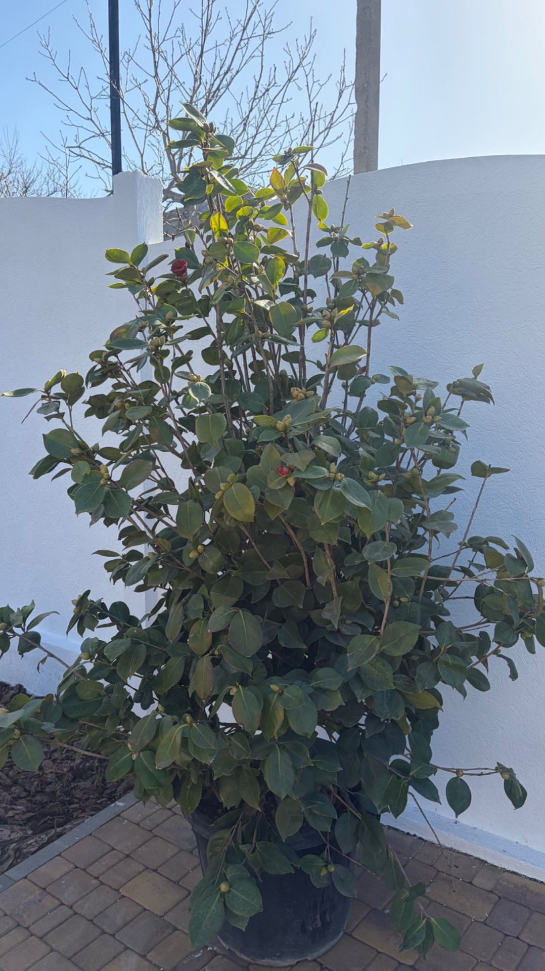 Двухметровая Камелия теперь в моём саду! Встречайте