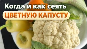 Посев цветной капусты на рассаду