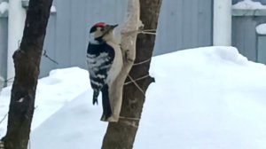 Яки дятел сала не ест???