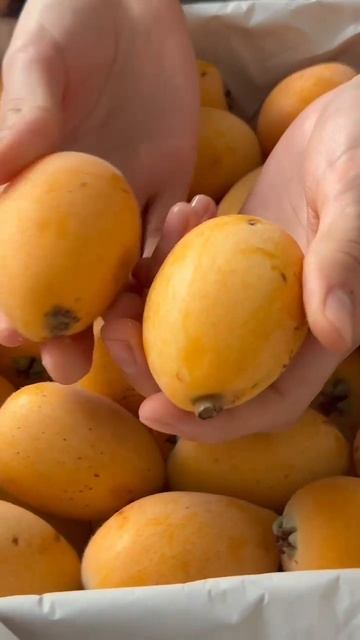 Манго эстетика