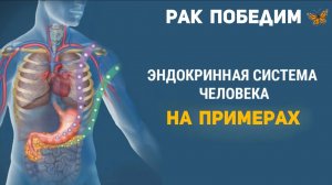 Эндокринная система на примерах
