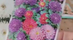 Однолетние цветы, которые я буду сажать у нас в саду