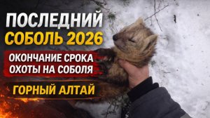 Последний соболь 2026. Окончание срока охоты на соболя | Горный Алтай