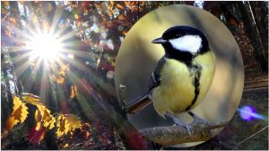 🎥🦋 Mудрость 👮 Цитаты 🌸🦋 Последний Лед на реке льдинки, пение Птиц, шум реки, скоро ВЕСНА.🍇🌹