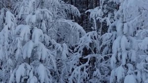 Людмила Сенчина "Сердце моё не камень"