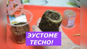 Вторая перевалка эустомы: пошаговый мастер-класс.