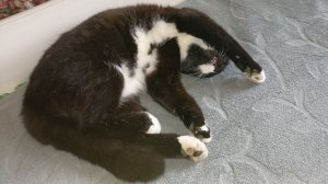 Деревенские будни//Огород//Козы и козлята//Высеваю томаты на рассаду.