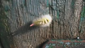 УДИВИТЕЛЬНАЯ ЖЁЛТАЯ ГУСЕНИЦА