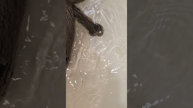 КАК Я КУПАЮ БАСИКА😺