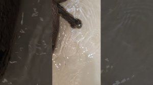 КАК Я КУПАЮ БАСИКА😺