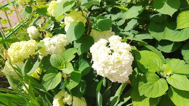 Гортензия древовидная Анабель (Hydrangea arborescens ‘Annabelle’)