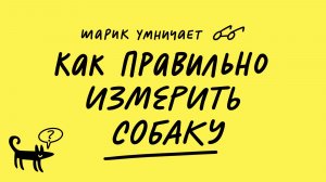 Как правильно измерить собаку
