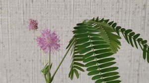 Мимиза Стыдливая расцвела, но ей немного не повезло