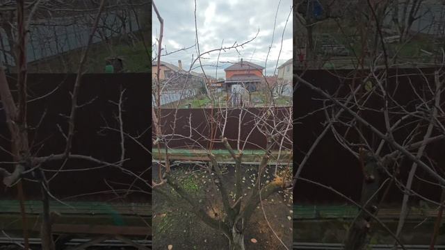 Абрикос где отрежешь там и отрастает 

данная система обрезки подходит для южных регионов 

#Химки,