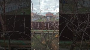 Абрикос где отрежешь там и отрастает 

данная система обрезки подходит для южных регионов 

#Химки,