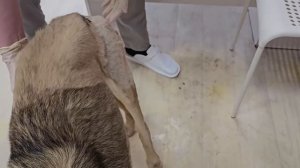 Без операции мы его на ножки не поставим... | Базз